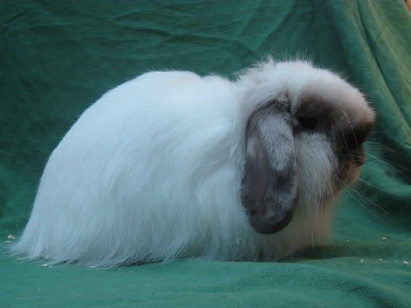 Cashmere Lop photos
